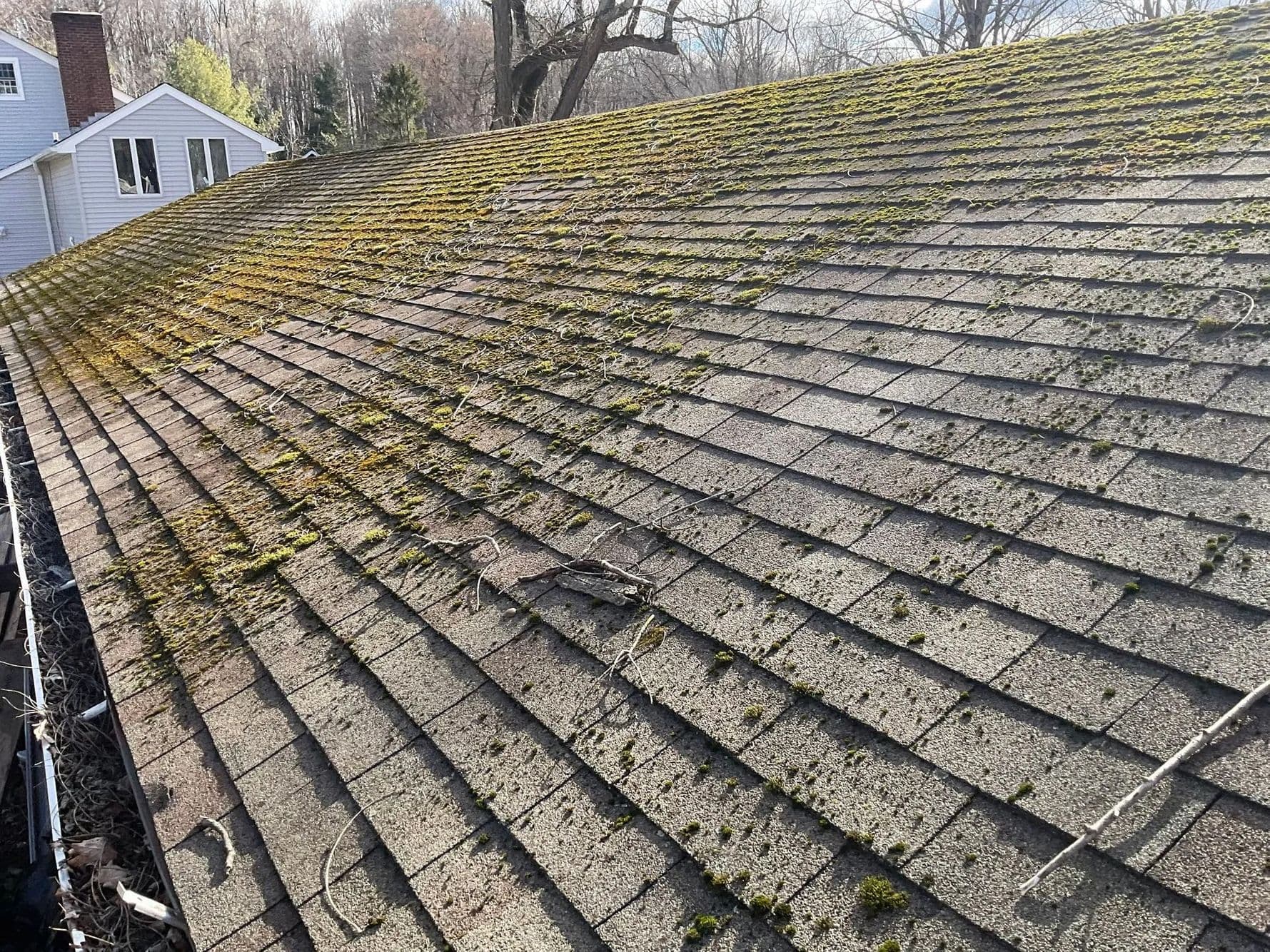 Asphalt shingle roof with moss growing across the shingles and leaves in the gutter