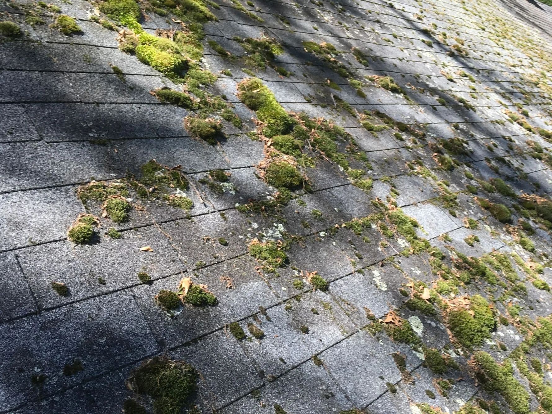 Thick clumps of moss and scattered leaves on a grey asphalt shingle roof