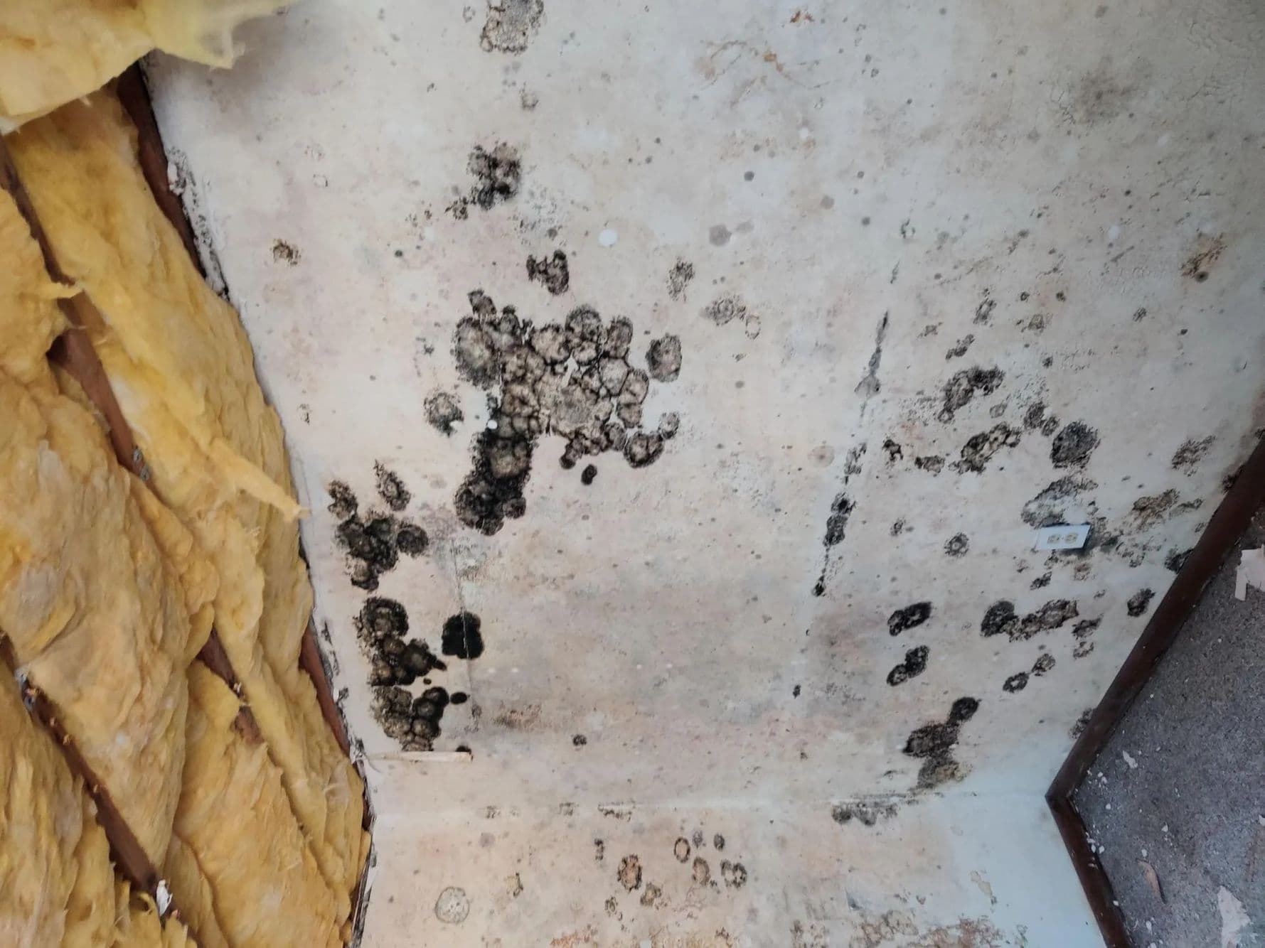 Dark, spotty growth across a pale surface beside an open wall cavity with exposed fiberglass insulation