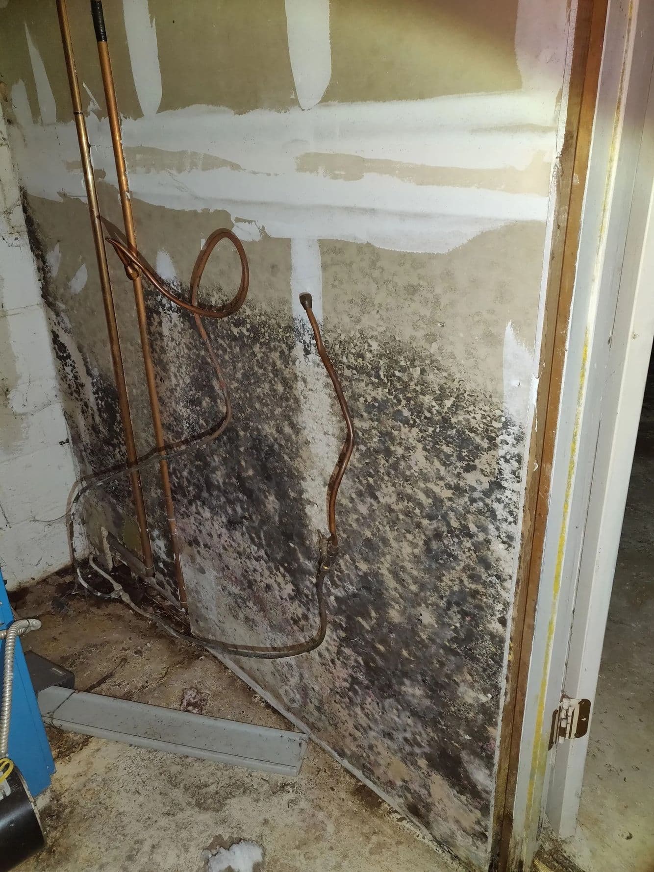 Lower half of a drywall wall covered in dark growth, with copper tubing running down it to the floor
